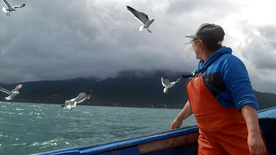 Mirada a las gaviotas. (Susana Cárcamo Rojas / SCR)